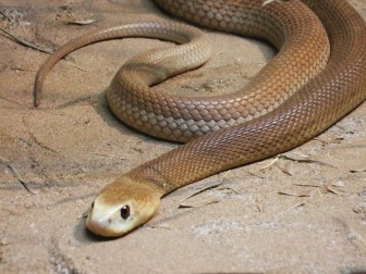 Inland-Taipan