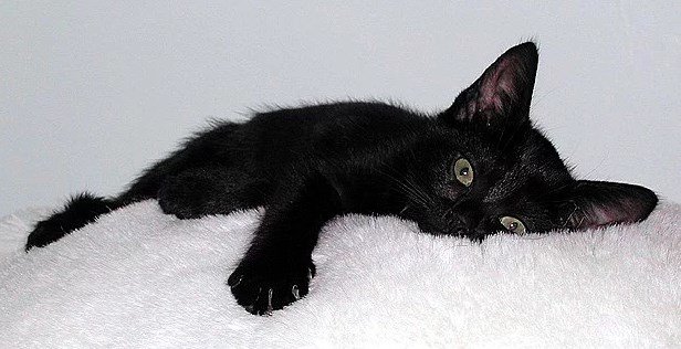 11.japonlar-siyah-kediler-uguru
