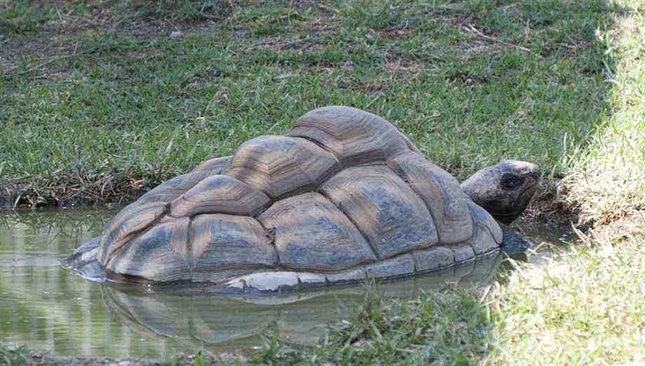 Aldabra Dev Kaplumbağası